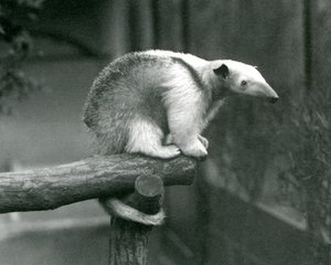 1925年4月24日、ロンドン動物園、その謎めいた尻尾を抱えた枝の端に座っている若い襟付きタマンドゥア 作： Frederick William Bond