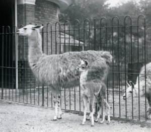 1926年、ロンドン動物園で母親と赤ちゃんのラマまたはクリア 作： Frederick William Bond