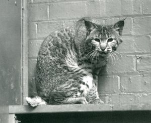 1925年3月、ロンドン動物園の囲いの中にある棚の上から見下ろすベイリンクスボブキャット 作： Frederick William Bond