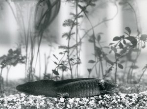 1928年、ロンドン動物園の水槽の床に敷かれた砂利の上で休む黒いアホロートル（メキシコサラマンダー）（モノクロ写真 作： Frederick William Bond