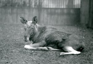 1926年1月、ロンドン動物園で横になっていた、最近流された枝角の傷跡を見せている雄牛のElkMoose 作： Frederick William Bond