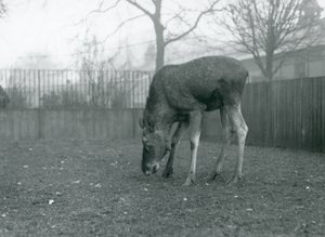 パドックに立ち、草むらに向かって手を伸ばす雄のエルク／ムース（ロンドン動物園、1926年1月）（モノクロ写真 作： Frederick William Bond