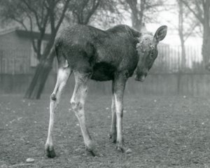 1926年1月、ロンドン動物園に立っている、最近取り除かれた枝角の傷を持つ雄牛ElkMoose 作： Frederick William Bond