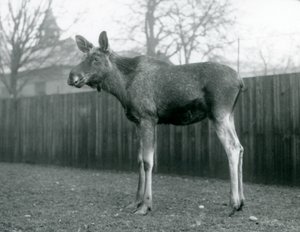 1926年1月、ロンドン動物園に立っている、最近取り除かれた枝角の傷を持つ雄牛ElkMoose 作： Frederick William Bond