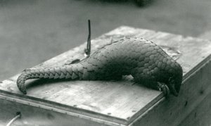 1925年7月、ロンドン動物園にある木箱の端を覗き込んで絶滅危惧種の中国センザンコウ 作： Frederick William Bond