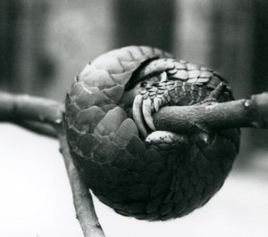 危機に瀕している中国のセンザンコウが休憩し、1930年以前のロンドン動物園の水平枝に巻きついた 作： Frederick William Bond