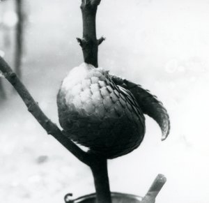 1925年7月、ロンドン動物園の垂直枝に巻き付けられた、絶滅危惧種の中国産センザンコウの休憩 作： Frederick William Bond