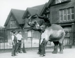 1927年にロンドン動物園のエレファントハウスの外にいる、3人の飼育係とトレーナーがいる、装飾が施されたインド象 作： Frederick William Bond