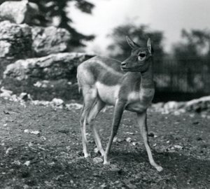 1924年にロンドン動物園でメスのブラックバック 作： Frederick William Bond
