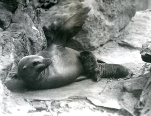 1925年7月、ロンドン動物園の子犬に餌を与えながら、岩の多いテラスで横になっている女性カリフォルニアアシカ 作： Frederick William Bond