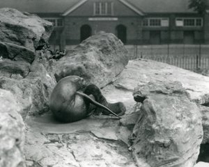 1925年7月、ロンドン動物園の子犬に餌を与えながら、岩の多いテラスに横たわっているカリフォルニアの女性アシカ 作： Frederick William Bond