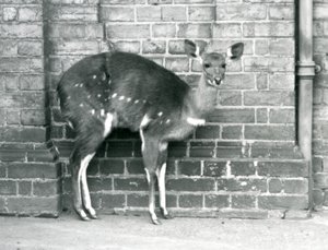 1927年10月にロンドン動物園の壁に立っているブッシュ岬の女性インババラ。