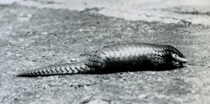 1925年8月にロンドン動物園で女性のセンザンコウ 作： Frederick William Bond