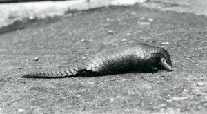 1925年8月にロンドン動物園で女性のセンザンコウ 作： Frederick William Bond