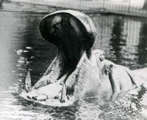1900年頃のロンドン動物園のプールでぽっかりと開いた女性カバ「ガイフォークス」。1872年11月5日に「ガイフォークス」が母親「アドヘラ」に生まれた。 作： Frederick William Bond