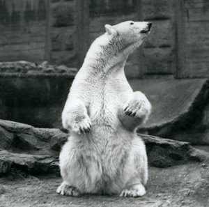 1928年9月にロンドン動物園のMappinテラスでおしりの上に座っている女性のホッキョクグマ 作： Frederick William Bond
