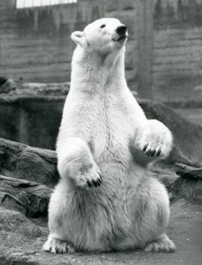 1928年9月にロンドン動物園のMappinテラスでおしりの上に座っている女性のホッキョクグマ 作： Frederick William Bond