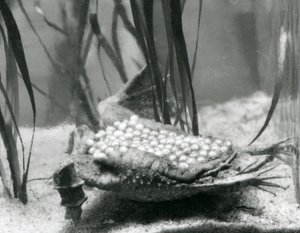 背中の皮膚に卵を埋め込んだスリナムヒキガエルの雌（ロンドン動物園 作： Frederick William Bond