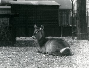 1924年6月、ロンドン動物園のエンクロージャーに座っている女性のウォーターバック、コブスエリプシプリムス