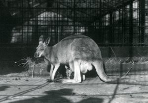 ロンドン動物園、1922年 作： Frederick William Bond