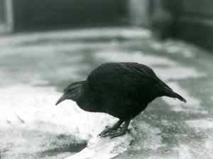 1927年のロンドン動物園での飛べないウェカマオリ編 作： Frederick William Bond