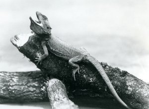 丸太につかまっている隙間だらけのベアード・ドラゴン、ロンドン動物園、1928年8月（モノクロ写真