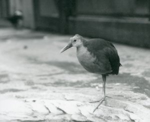1927年9月にロンドン動物園で片足で立っている灰色の首の木製の柵または灰色のカウルの木製の柵（Aramides cajaneus） 作： Frederick William Bond