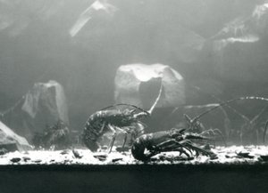 1925年3月にロンドン動物園で行われたザリガニ淡水ロブスターのグループ 作： Frederick William Bond