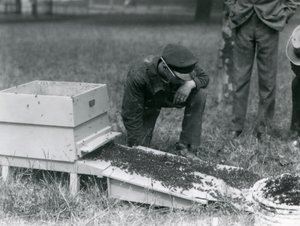 1926年7月、ロンドン動物園、ミツバチの群れを動かすブラウンを含む飼育係のグループ 作： Frederick William Bond