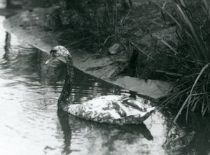 1927年にロンドン動物園の池で泳いでいるハイブリッドスワン、ミュートxブラック 作： Frederick William Bond