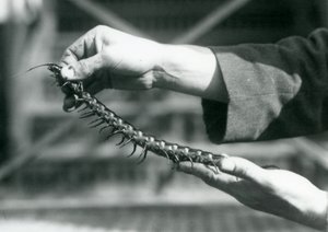 巨大なムカデを手に持った番人、ロンドン動物園、1927年 作： Frederick William Bond