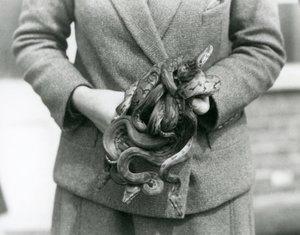 1931年、ロンドン動物園でロイヤルパイソンやボールパイソンの子供の結び目を持つ飼育員（モノクロ写真 作： Frederick William Bond