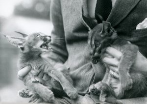 1924年にロンドン動物園で膝の上にカラカルの子猫を2匹飼っている飼育係 作： Frederick William Bond