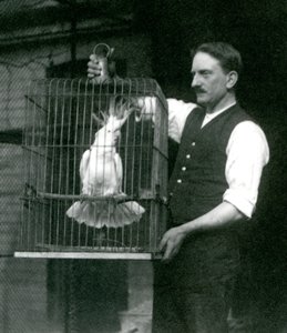 飼育係が1924年10月にロンドン動物園の檻で硫黄紋付きオウム（翡翠）を飼っています 作： Frederick William Bond