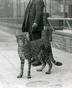 チーターにリードをつけている飼育員（ロンドン動物園 作： Frederick William Bond