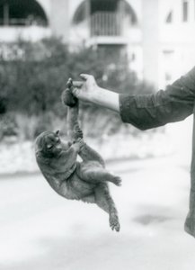 1925年9月、ロンドン動物園、その可愛らしい尻尾でキーパーの指から吊り下げられた金華城 作： Frederick William Bond