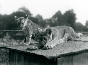 ライオンと虎の子が巣穴の屋根の上に仲良く座っている（ロンドン動物園、1925年9月）（モノクロ写真 作： Frederick William Bond