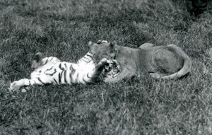 芝生の上で格闘するライオンと虎の子（ロンドン動物園、1925年9月）（モノクロ写真 作： Frederick William Bond
