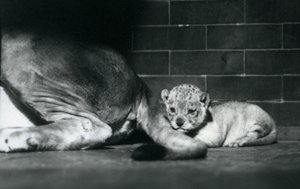 ライオンの子が母親の尻尾の後ろに横たわる、1925年10月、ロンドン動物園 作： Frederick William Bond