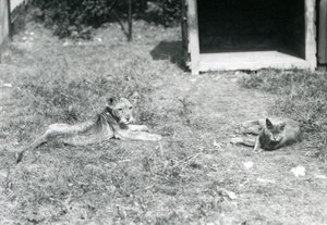 1925年7月、ロンドンの動物園で飼育されている猫と一緒に、開いた木箱の近くの芝生の上に横たわるライオンの子 作： Frederick William Bond