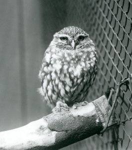1925年11月、ロンドン動物園の囲いの金網の隣の枝に座っている小さなフクロウ