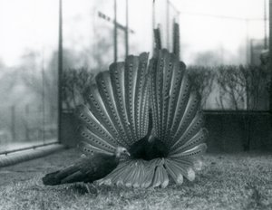 1926年1月、ロンドン動物園のそばに立っている男性のアーガスフェザントグレートアーガス求愛ディスプレイ