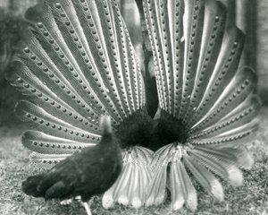 1926年1月、ロンドン動物園のそばに立っている男性のアーガスフェザントグレートアーガス求愛ディスプレイ 作： Frederick William Bond