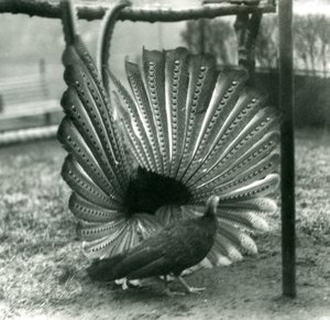 1926年1月、ロンドン動物園のそばに立っている男性のアーガスフェザントグレートアーガス求愛ディスプレイ 作： Frederick William Bond