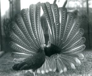 1926年1月、ロンドン動物園のそばに立っている男性のアーガスフェザントグレートアーガス求愛ディスプレイ 作： Frederick William Bond