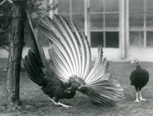 1926年1月にロンドン動物園で雌が彼の前に立っている間、雄のアーガスキジ、またはグレートアーガスは翼と尾の羽を表示しています