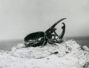 ロンドン動物園で樹皮で休んでいる男性のアトラスビートル 作： Frederick William Bond