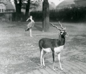 1926年10月、ロンドン動物園のパドックに立つブラックバック（インドアンテロープ）のオス（モノクロ写真）。 作： Frederick William Bond