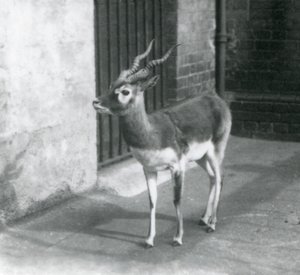 1925年6月にロンドン動物園の囲いに立っている男性のブラックバック 作： Frederick William Bond