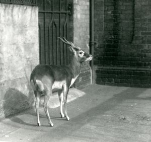 1925年6月にロンドン動物園の囲いに立っている男性のブラックバック 作： Frederick William Bond